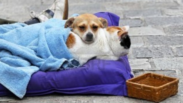 Dogalize: Cagnolina rubata e colorata di nero