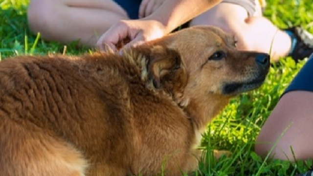 L'amicizia uomo-cane ha reso Fido meno abile