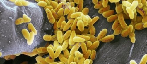 Pseudomonas aeruginosa, bacterias de los m&oacute;viles