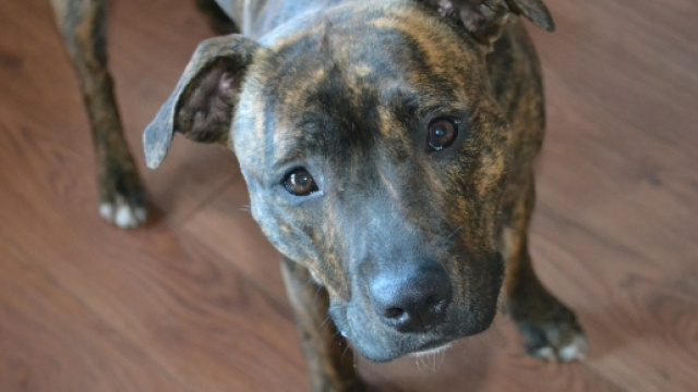 Un cane Staffordshire Bull Terrier, come Frankie