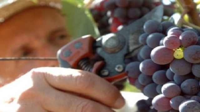 multato perch&eacute; vendemmia con amici