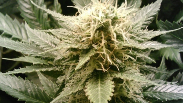 Cannabis, nasce l'universit&agrave; della marijuana