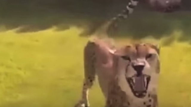 Da digg il video di animali che attaccano droni.
