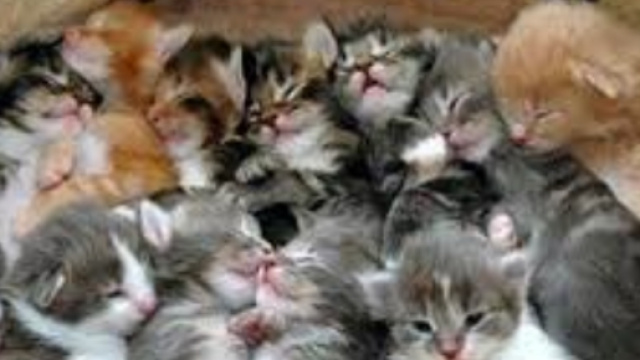 Una cucciolata di gatti. Foto Web