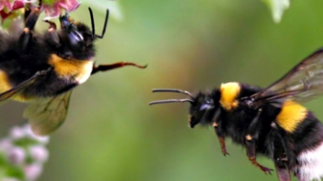 La lingua dei bombi si &egrave; accorciata