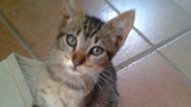Come accogliere un cucciolo in casa
