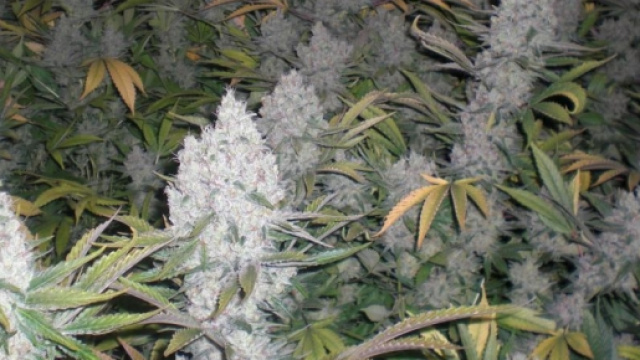 Piantine di marijuana, ancora vietate in Italia