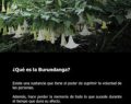 La burundanga: el mal uso de las cosas de la naturaleza