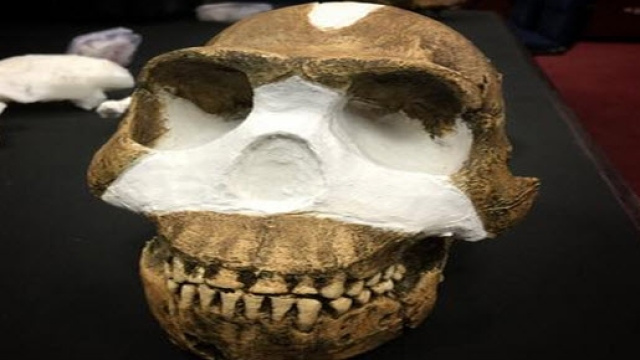Cranio appartenente all'Homo naledi