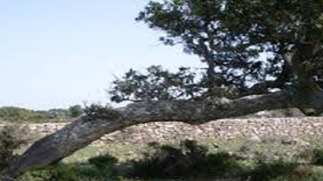 Notizie dalla Sardegna a Capodanno