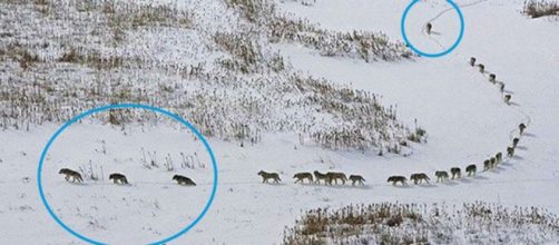 A disposi&ccedil;&atilde;o da fila de lobos intrigou a todos