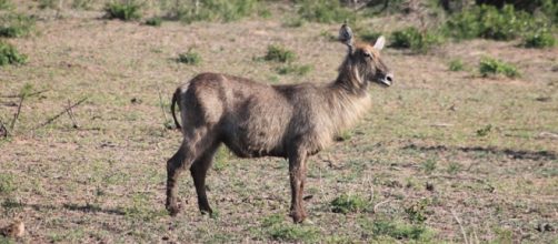 Waterbuck in natural bush. Pixabay commons