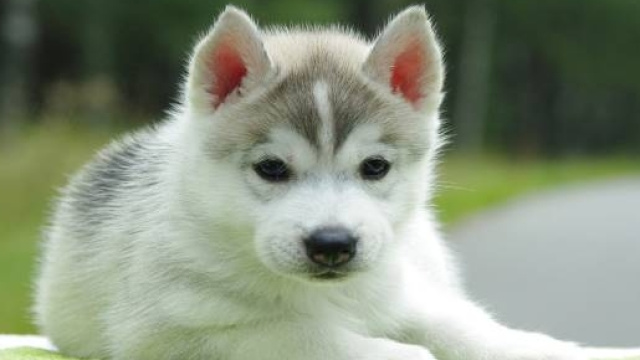 cani ed empatia, provano emozioni