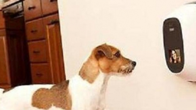 Un cane dinanzi a un PetChatz.