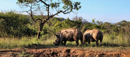 De-horned rhino. Pixabay (Commons)