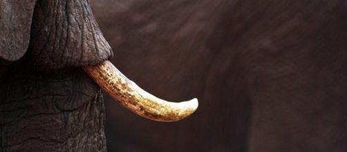 Elephant Ivory. Image by Pixabay commons