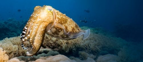 Siba mudando de cor instantaneamente