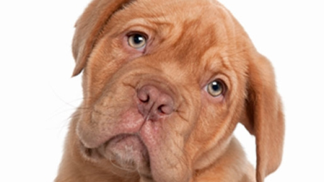 I cani capiscono le nostre emozioni