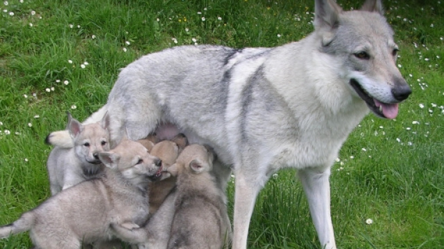Il cane riconosce le emozioni dell'uomo.