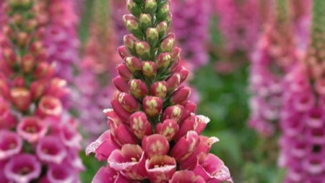 particolare della digitale purpurea