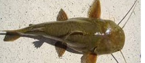 O Peixe bagre &eacute; encontrado em rios, lagos e mar.