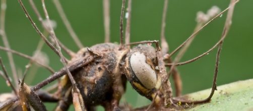 Hormiga afectada por el hongo.