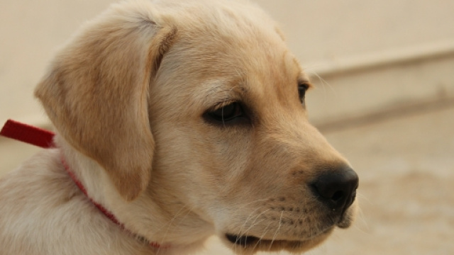 Donna picchiata e derubata del suo Labrador