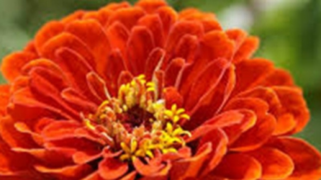 Zinnia, fiore americano simile a una margherita