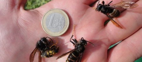 Chegam na Europa as temíveis vespas assassinas, nigrithorax