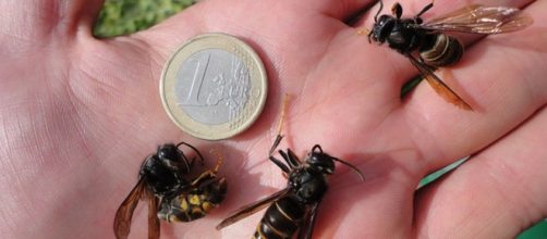 As vespas velutinas assassinas