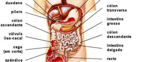 Complexidade do corpo humano intriga a ci&ecirc;ncia