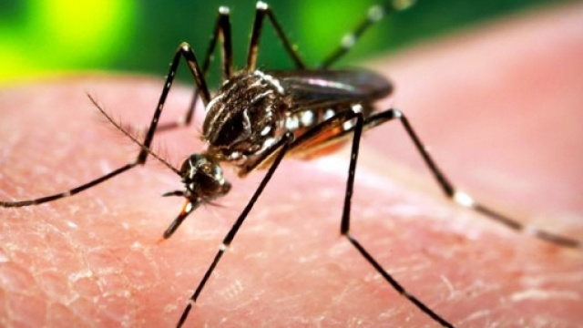 La zanzara vettrice del Virus.