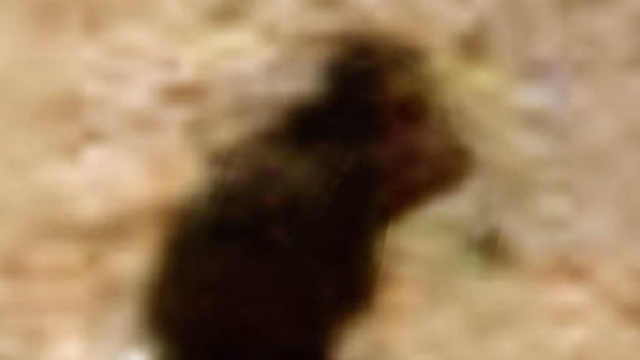 Ufo: strana figura su Marte ripresa dalla Nasa