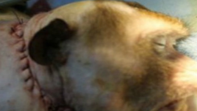 Primo trapianto di testa su una scimmia