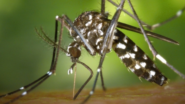 Aedes Albopictus "zanzara tigre"