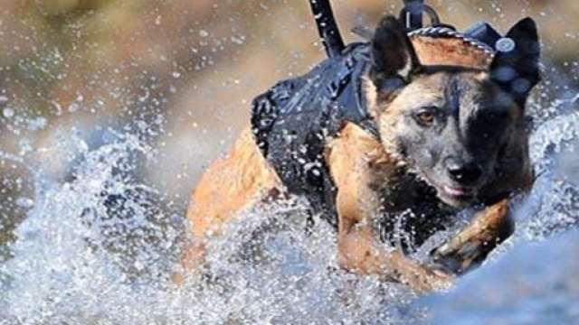 Cani eroi premiati all' Esposizione di Padova.