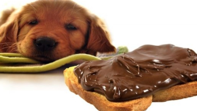 Il cioccolato &egrave; un veleno per i cani