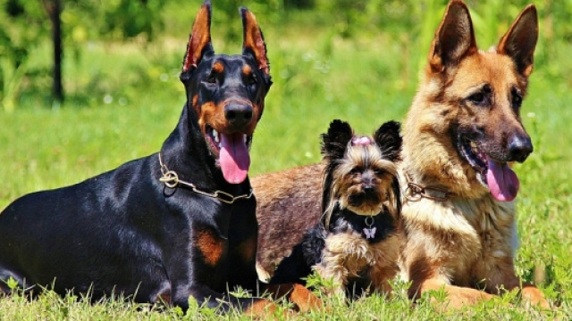 Festeggiare il compleanno al Bau Club