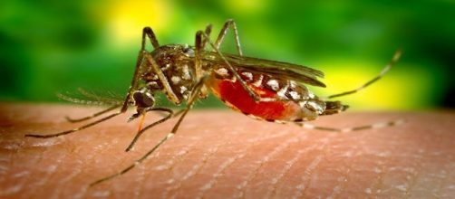 Mosquito feeding - Photo Pixabay