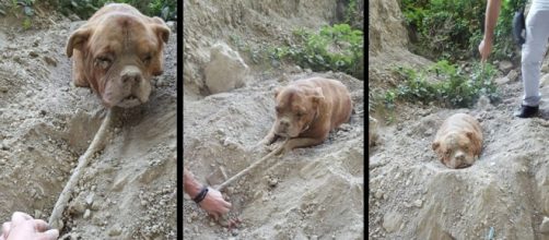 Cadela foi enterrada viva e j&aacute; estava sem for&ccedil;as