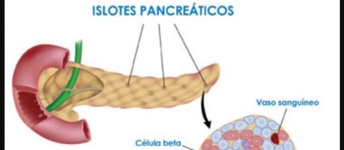 islotes pancre&aacute;ticos y c&eacute;lulas Beta destruidas