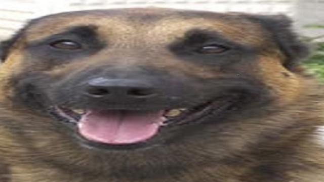 Anche i cani poliziotto vanno in pensione