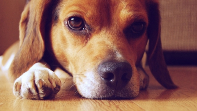 foto che ritrae un cane beagle
