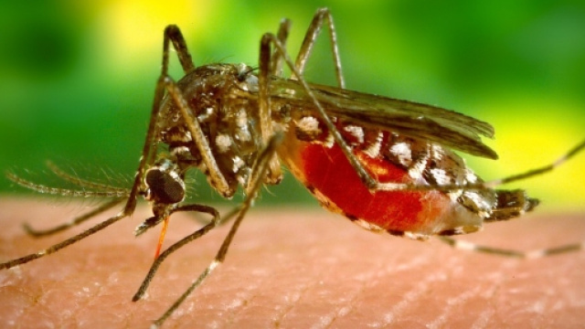 Zanzara tipo Aedes "carica" di sangue
