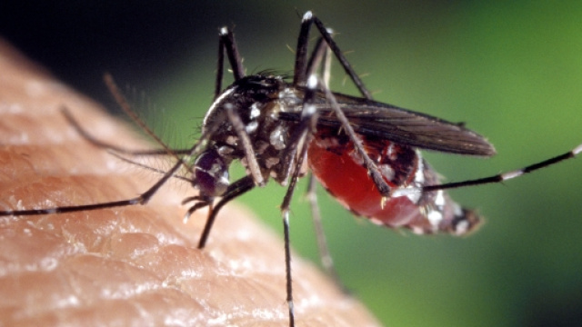 Aedes Aegypti principale vettore dello Zika Virus
