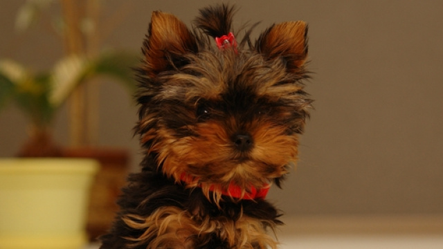 Avere un cane oggi &egrave; diventata una moda?