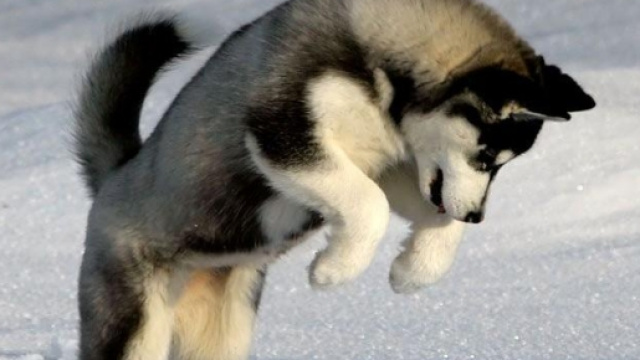 Cane Husky siberiano gioca nella neve.