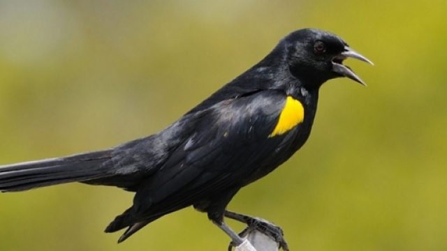 Giorni della Merla 2016, quali sono?