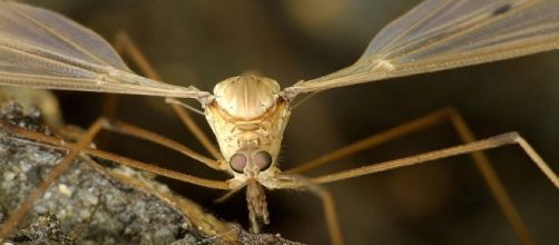 Virus Zika, alerta en todo el continente americano
