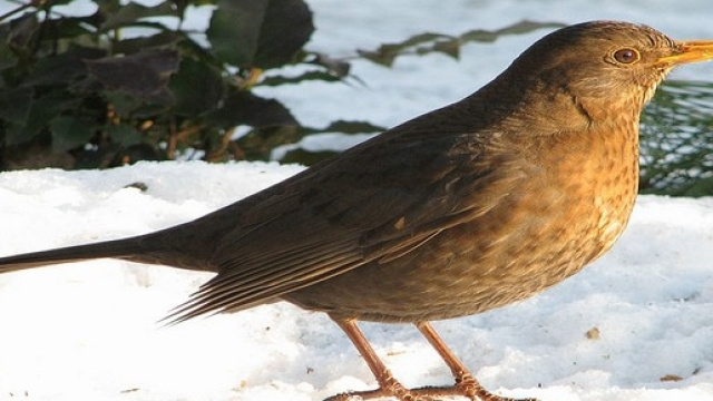 Giorni della merla 2016: nome e previsioni